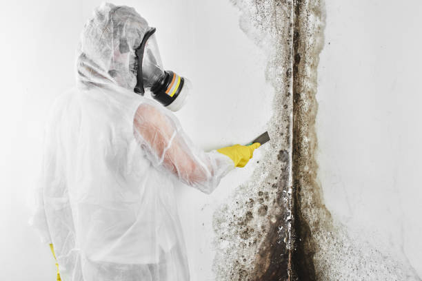 Attic Mold Removal in Frackville, PA