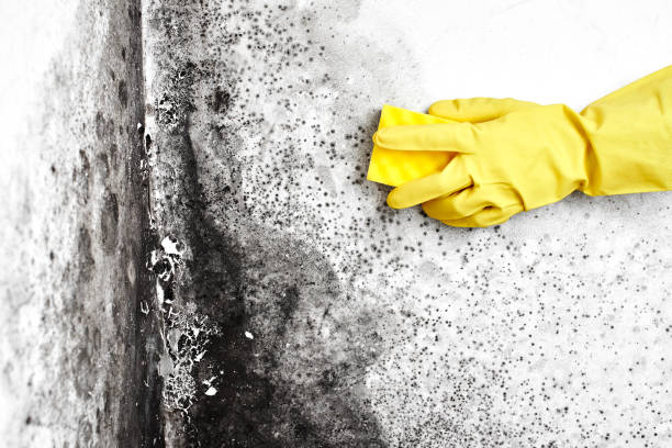 Best Crawl Space Mold Removal  in Frackville, PA
