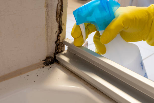 Best Commercial Mold Removal  in Frackville, PA
