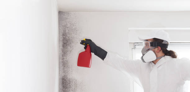 Best Commercial Mold Removal  in Frackville, PA