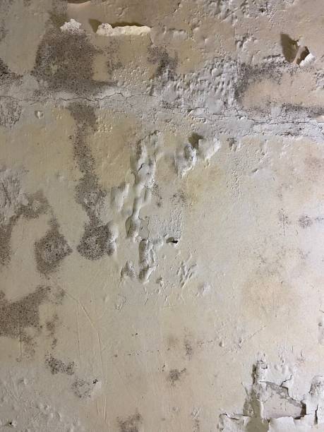 Certified Mold Removal in Frackville, PA