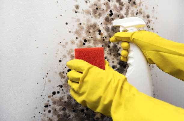 Office Mold Removal Services in Frackville, PA