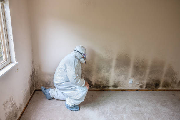 Best Toxic Mold Removal  in Frackville, PA