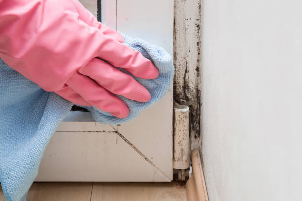 Best Professional Mold Removal  in Frackville, PA