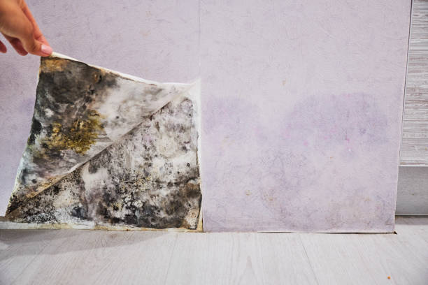 Best Same-Day Mold Removal  in Frackville, PA